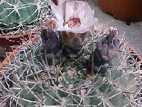 Gymnocalycium hossei ©JLcoll.1919.jpg